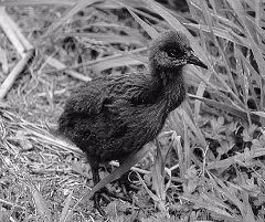 our logo - a New Zealand Weka chick